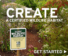 Create a certified wildlife habitat today